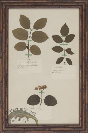 Herbarium BbF 33